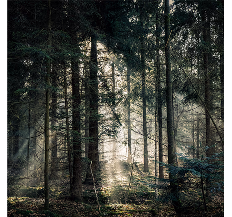 Store enrouleur bureau forêt "nature" aux teintes sombres - TenStickers