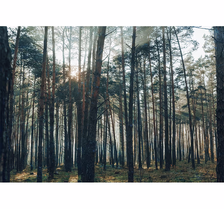 Store enrouleur bureau design forêt de pins magnifique - TenStickers