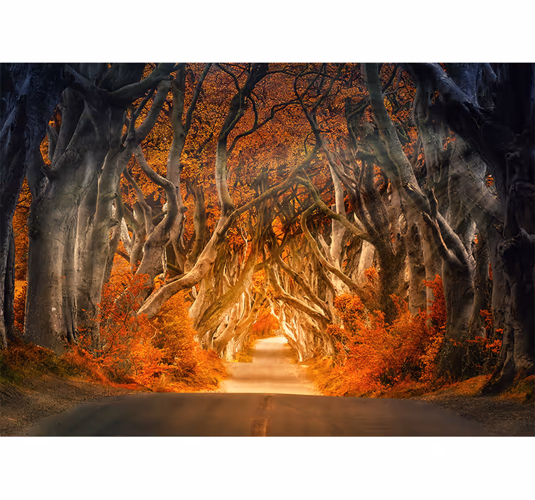 Store enrouleur bureau vue magnifique chemin forestier - TenStickers
