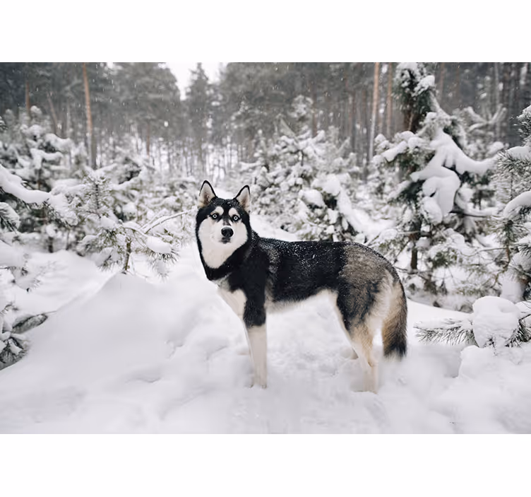 Store enrouleur blanc forêt d'hiver et chien husky - TenStickers