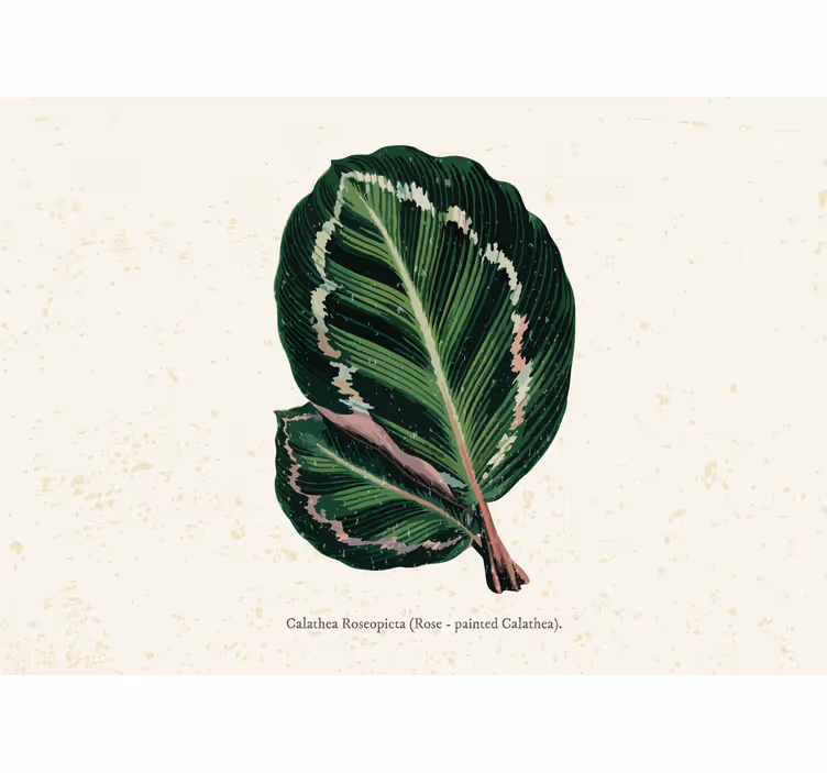 Store enrouleur chambre feuilles de maranta vert rouge - TenStickers