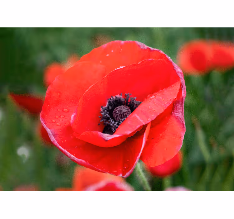Store enrouleur chambre champ de coquelicots ensoleillé - TenStickers