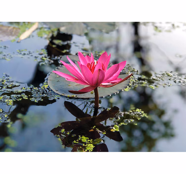 Store enrouleur chambre fleur de lotus magnifique - TenStickers