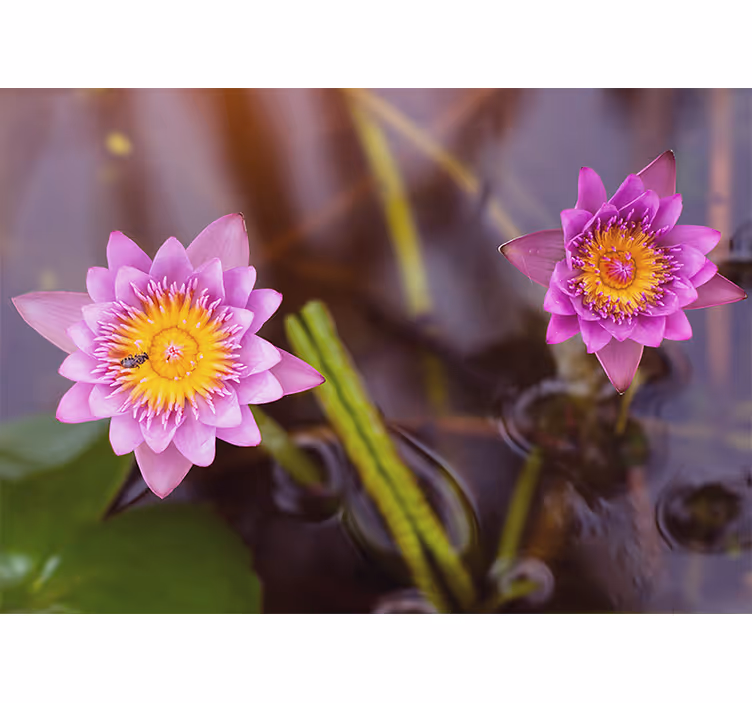 Store enrouleur chambre lotus rose/violet - TenStickers