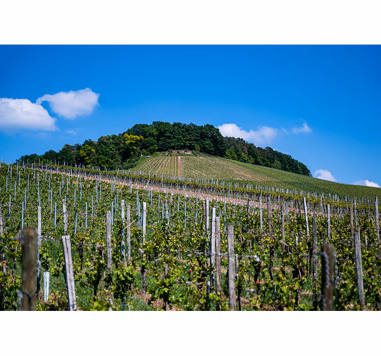 Store enrouleur chambre prairie de vin - TenStickers