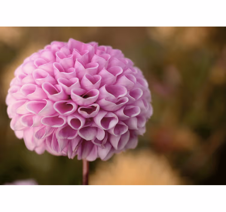 Store enrouleur chambre fleurs roses cœur élégant - TenStickers