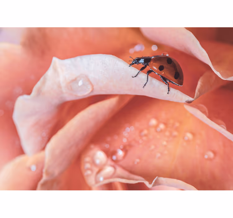 Store enrouleur chambre style élégant fleur rose coccinelle - TenStickers