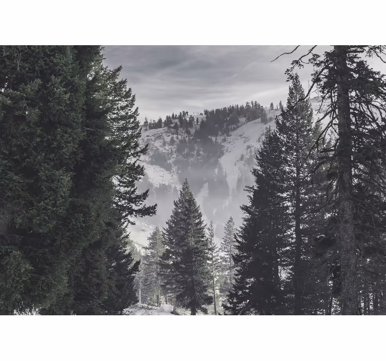 Store enrouleur bureau forêt verte de montagne - TenStickers