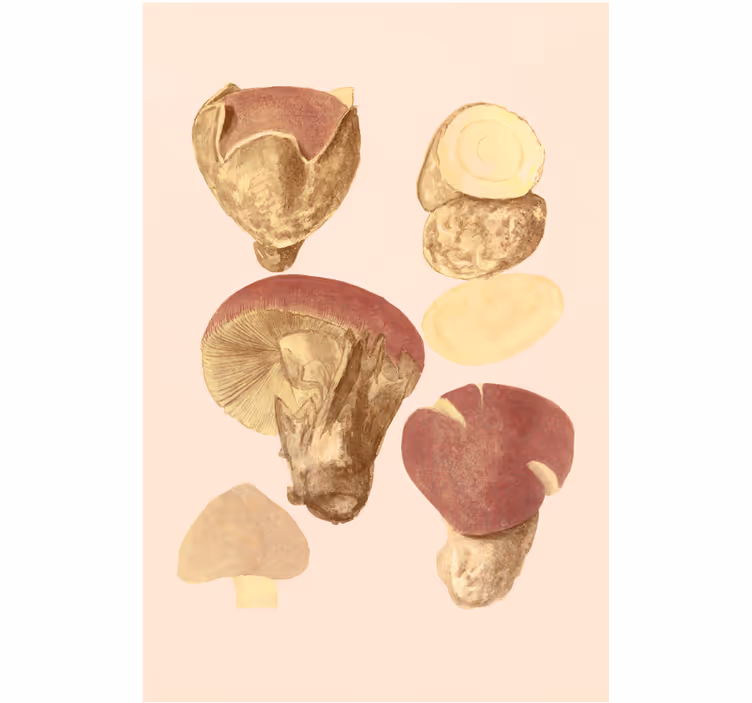 Store enrouleur bureau champignons variés - TenStickers