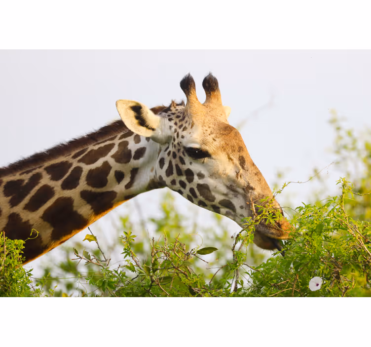 Store enrouleur chambre girafe haute - TenStickers