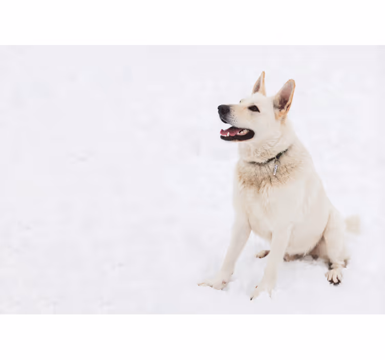 Store enrouleur blanc husky dans la neige - TenStickers