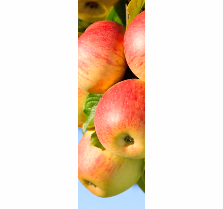 Store enrouleur cuisine décoratif pommes sur arbre - TenStickers