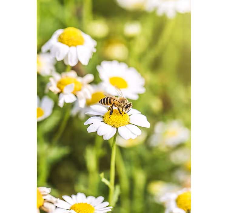 Store enrouleur cuisine champ de fleurs - TenStickers