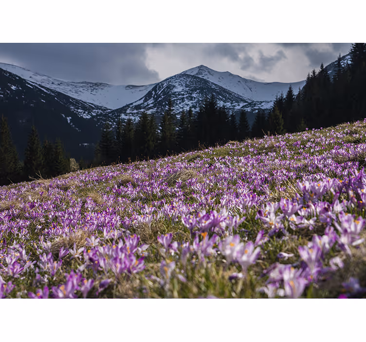 Store enrouleur bureau prairie de crocus fleur - TenStickers
