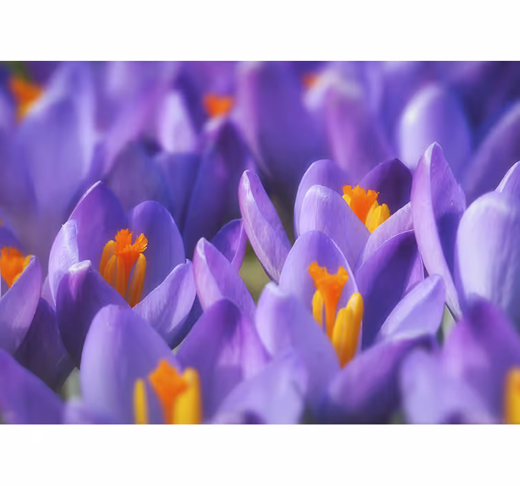 Store enrouleur bureau fleur de crocus violet et orange - TenStickers