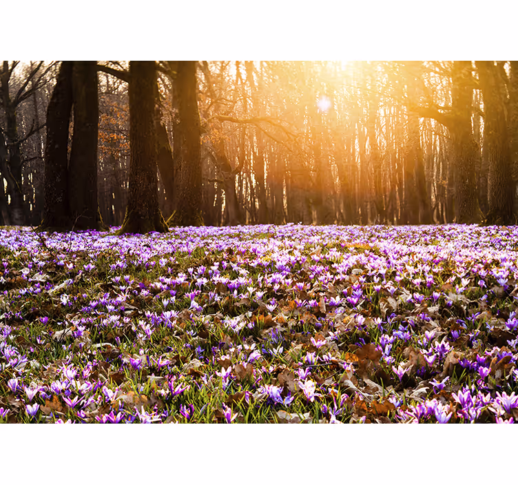 Store enrouleur bureau paysage de crocus violet - TenStickers