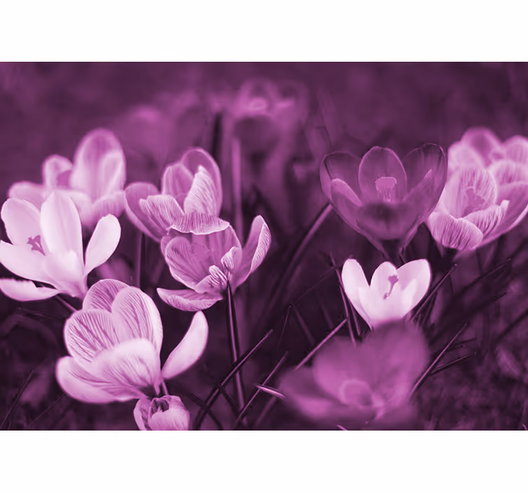Store enrouleur bureau fleur de crocus rose magnifique - TenStickers