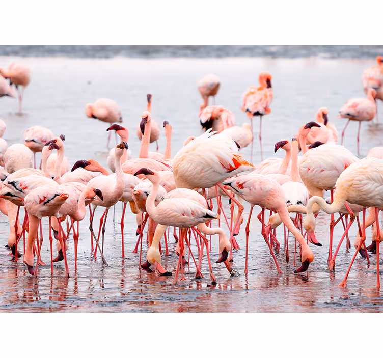 Store enrouleur bureau région camargue avec flamants - TenStickers