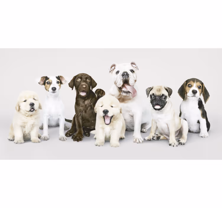 Store enrouleur animaux chiots en photographie - TenStickers