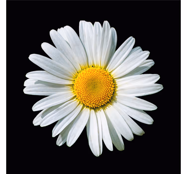 Store enrouleur noir fleur marguerite noir et blanc - TenStickers