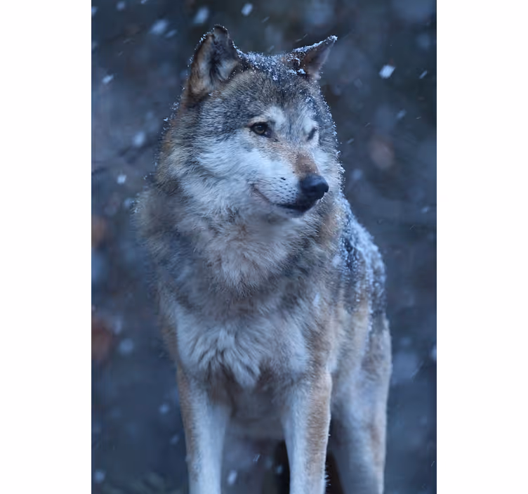 Store enrouleur pour chambre ado loup dans la neige - TenStickers