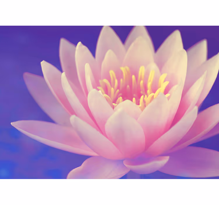 Store enrouleur motif zen fleur de lotus rose - TenStickers