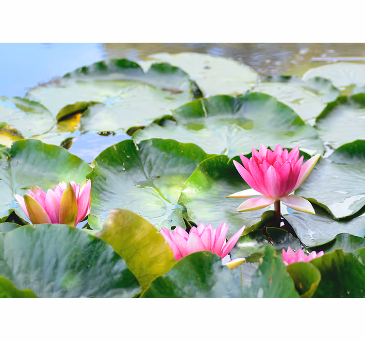 Store enrouleur motif zen fleurs de lotus rayées - TenStickers