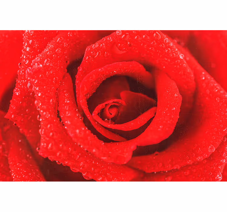 Store enrouleur rouge fleur de rose - TenStickers