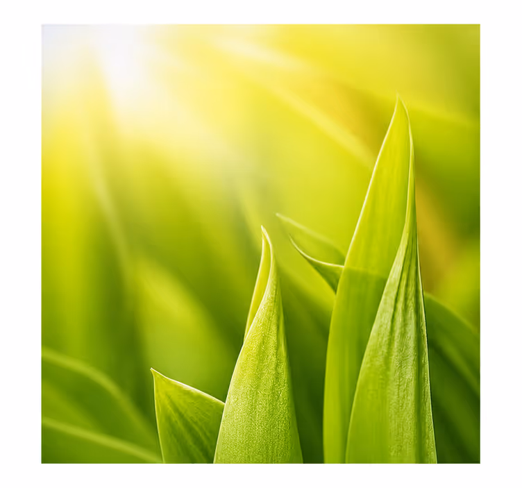 Store enrouleur vert plante ensoleillée - TenStickers