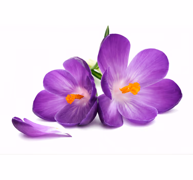 Store enrouleur violet fleurs cueillies paisibles - TenStickers