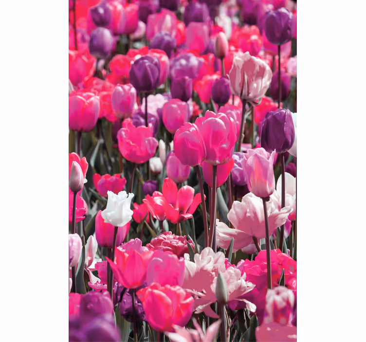 Stores enrouleurs fleurs et plantes tulipes violettes - TenStickers