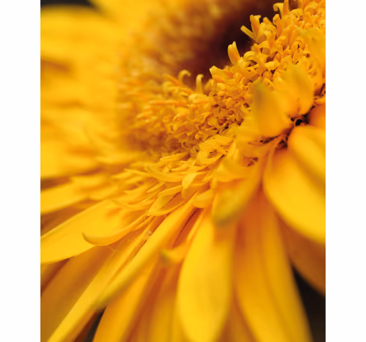 Stores enrouleurs fleurs et plantes gros plan jaune - TenStickers