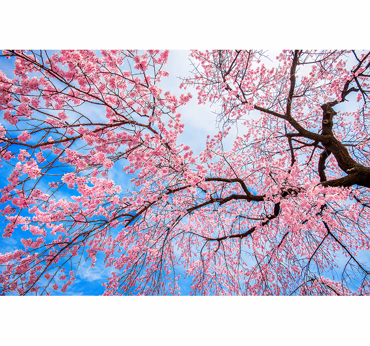 Store enrouleur fleurs et de plantes branche de sakura - TenStickers