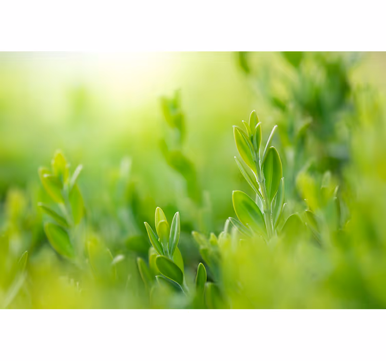 Stores enrouleurs fleurs et plantes image verdoyante - TenStickers
