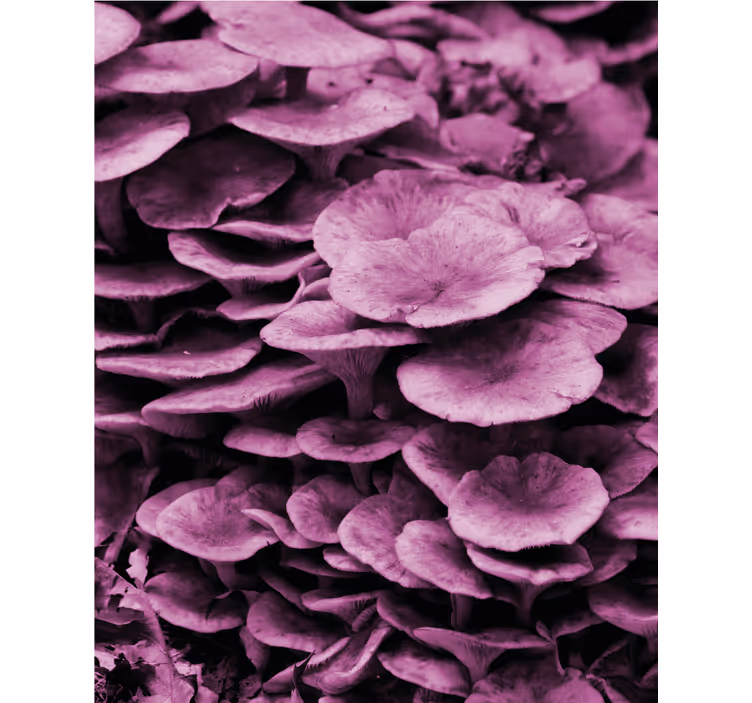 Stores enrouleurs fleurs et plantes couches florales vives - TenStickers