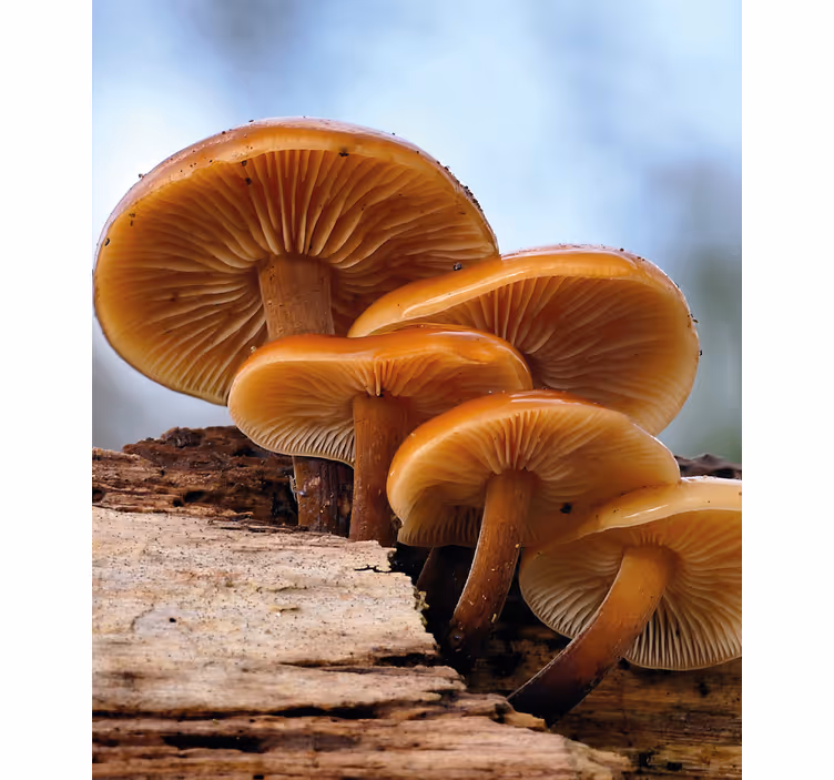Stores enrouleurs fleurs et plantes croissance champignons - TenStickers