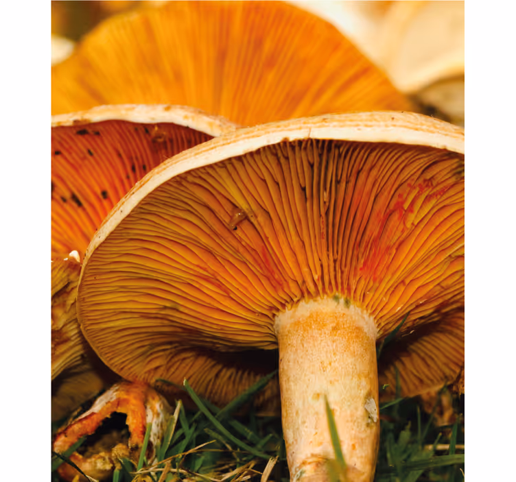 Store enrouleur autres délice aux champignons - TenStickers
