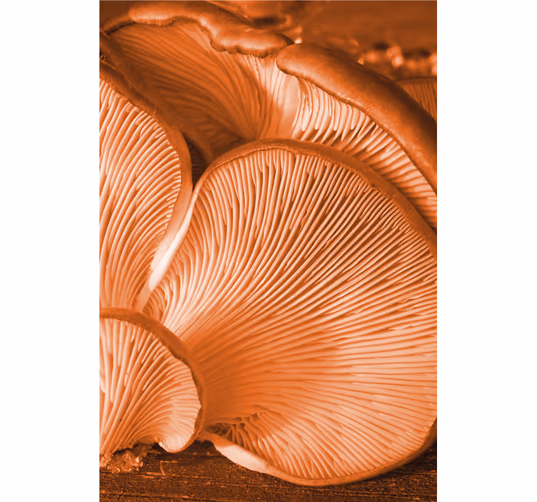 Store enrouleur fruits et légumes gros plan champignon - TenStickers