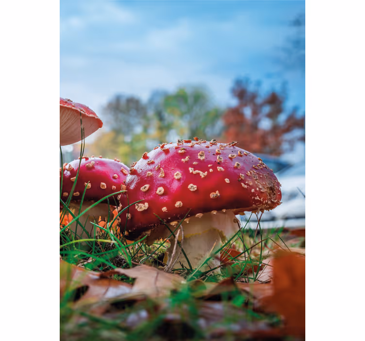 Stores enrouleurs fleurs et plantes champignons rouges vifs - TenStickers
