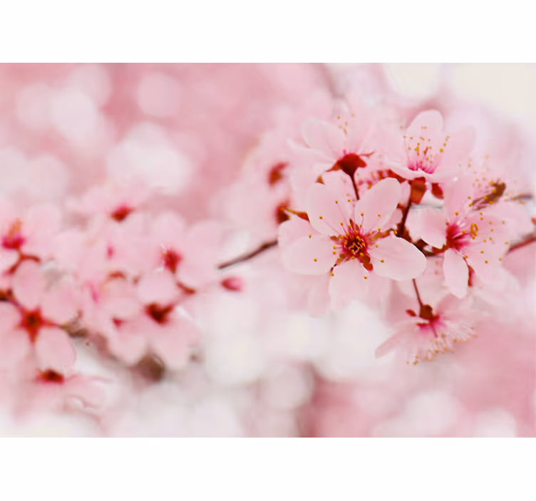 Stores enrouleurs fleurs et plantes Élégance cerisier - TenStickers