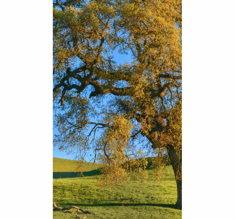 Store enrouleur image d'un arbre en 3D - TenStickers
