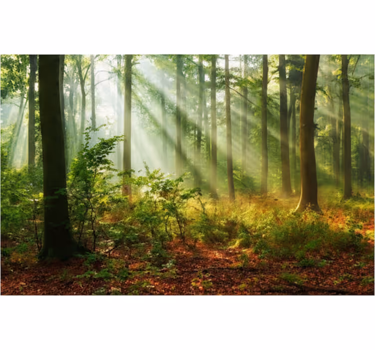 Papier peint forêt lumière naturelle en forêt - TenStickers