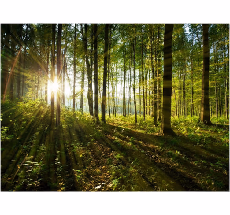 Papier peint forêt rayons dorés en bois - TenStickers