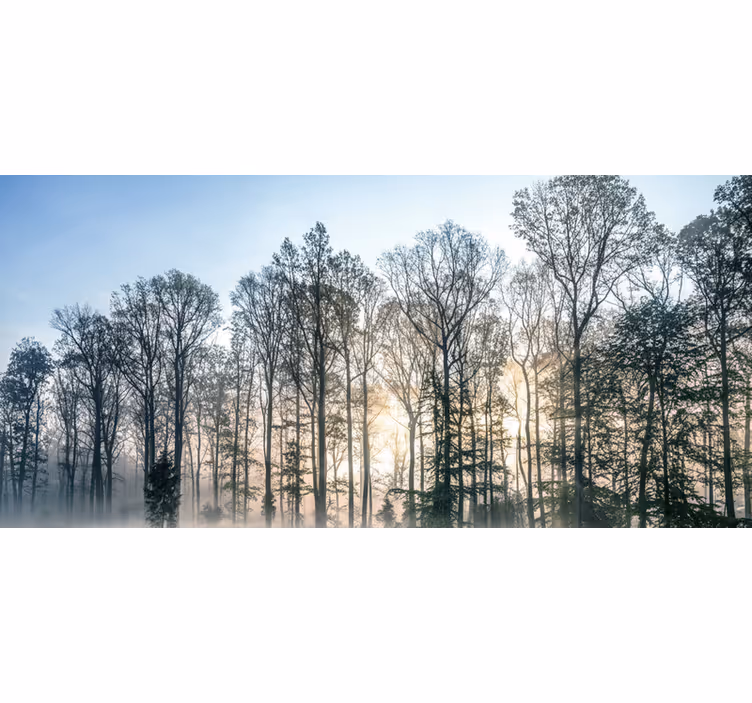 Papier peint forêt champ de brume matinale - TenStickers