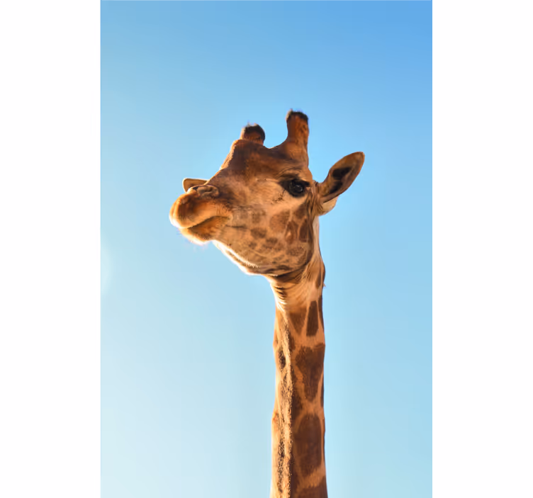 Tapisserie africaine gros plan sur une girafe - TenStickers