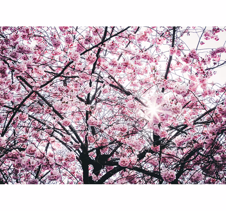 Tapisserie rose arbres en fleurs de cerisier - TenStickers