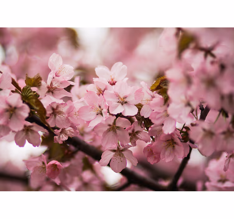 Tapisserie rose fleur de cerisier - TenStickers