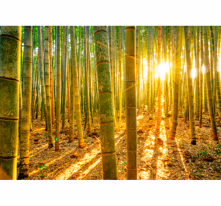 Tapisserie vert soleil et bambou - TenStickers