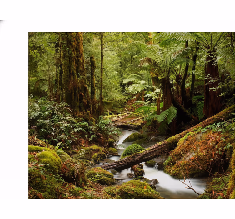 Papiers peints nature forêt paisible - TenStickers
