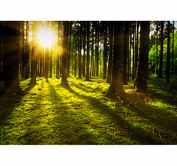 Tapisserie panoramique foret forêt ensoleillée - TenStickers